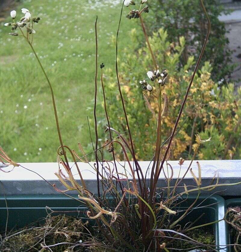 Image of Drosera binata Labill.