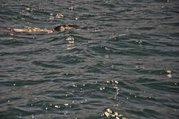 Image of whale sharks