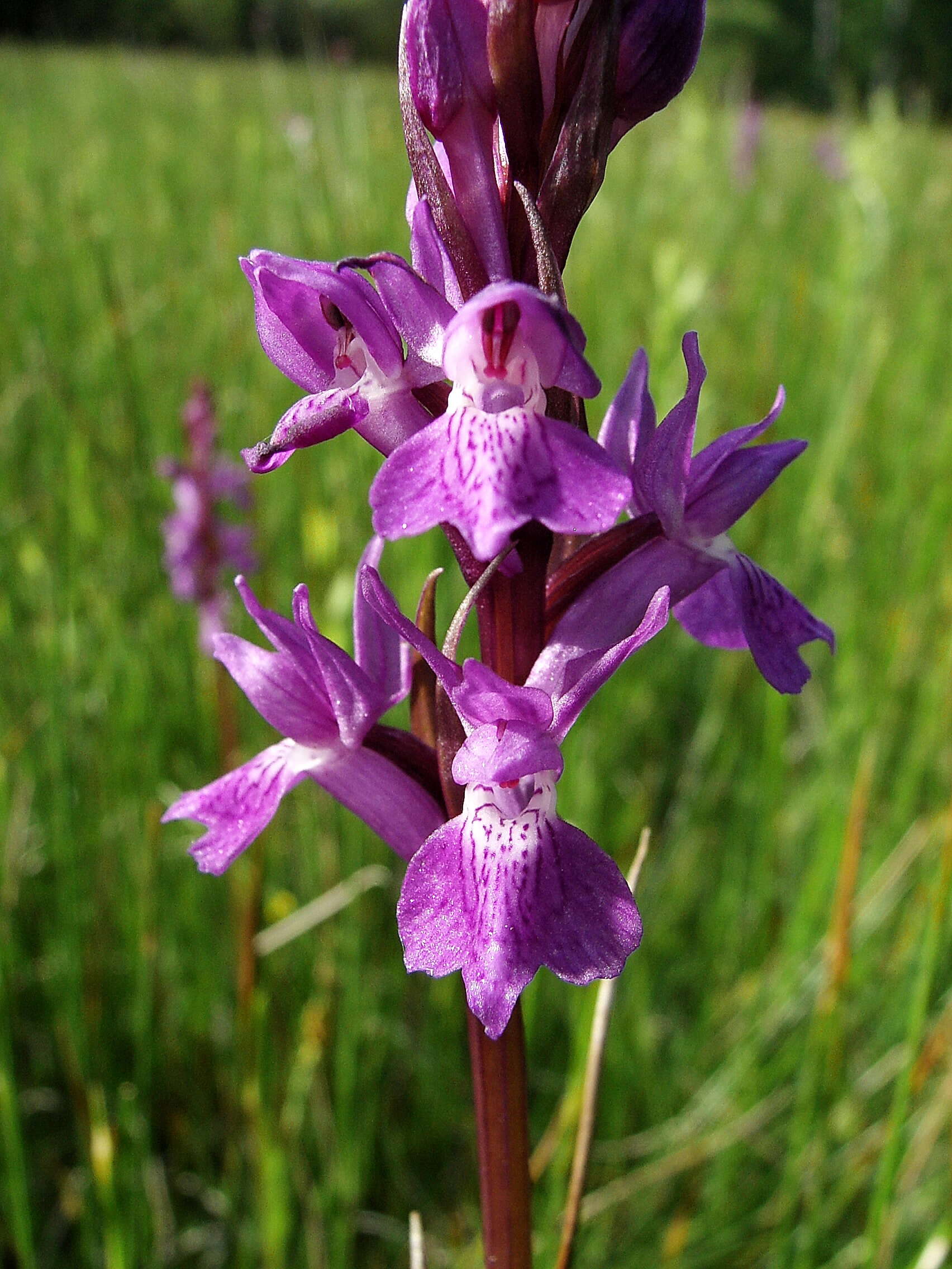 Image of Stately Dactylorhiza