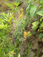 Image of Castilleja tenuiflora var. tancitaroana (G. L. Nesom) J. M. Egger