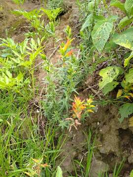 Image of Castilleja tenuiflora var. tancitaroana (G. L. Nesom) J. M. Egger