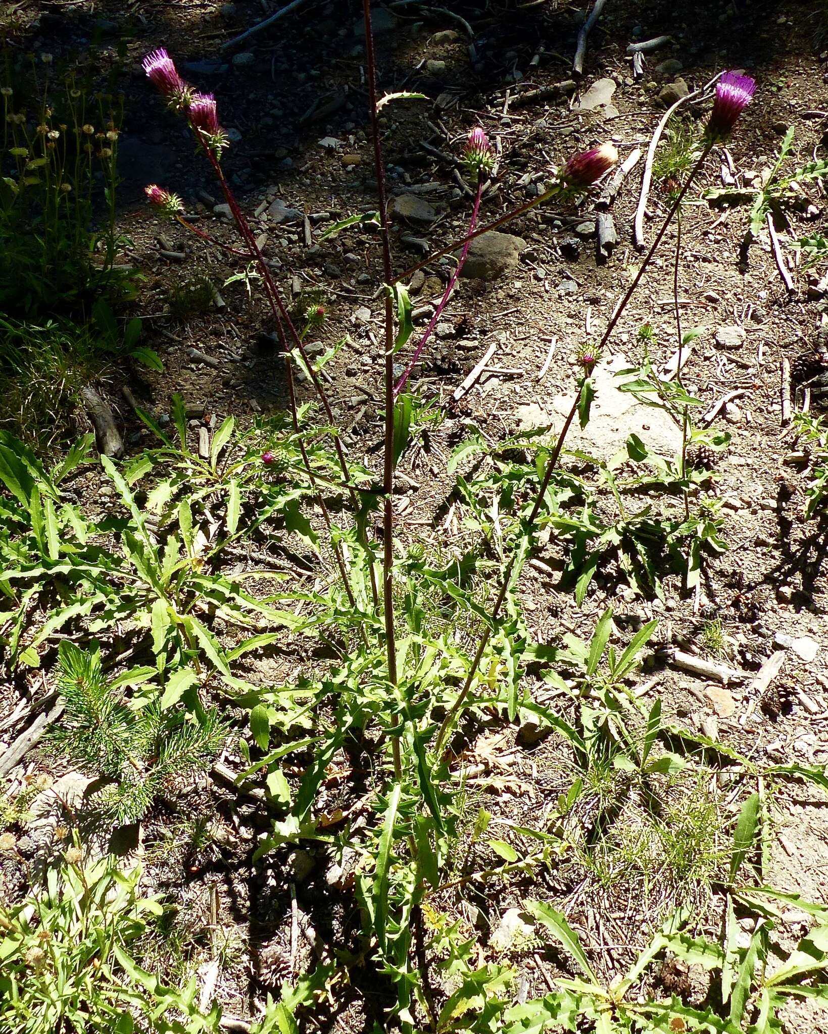 Imagem de Cirsium andersonii (A. Gray) Petr.