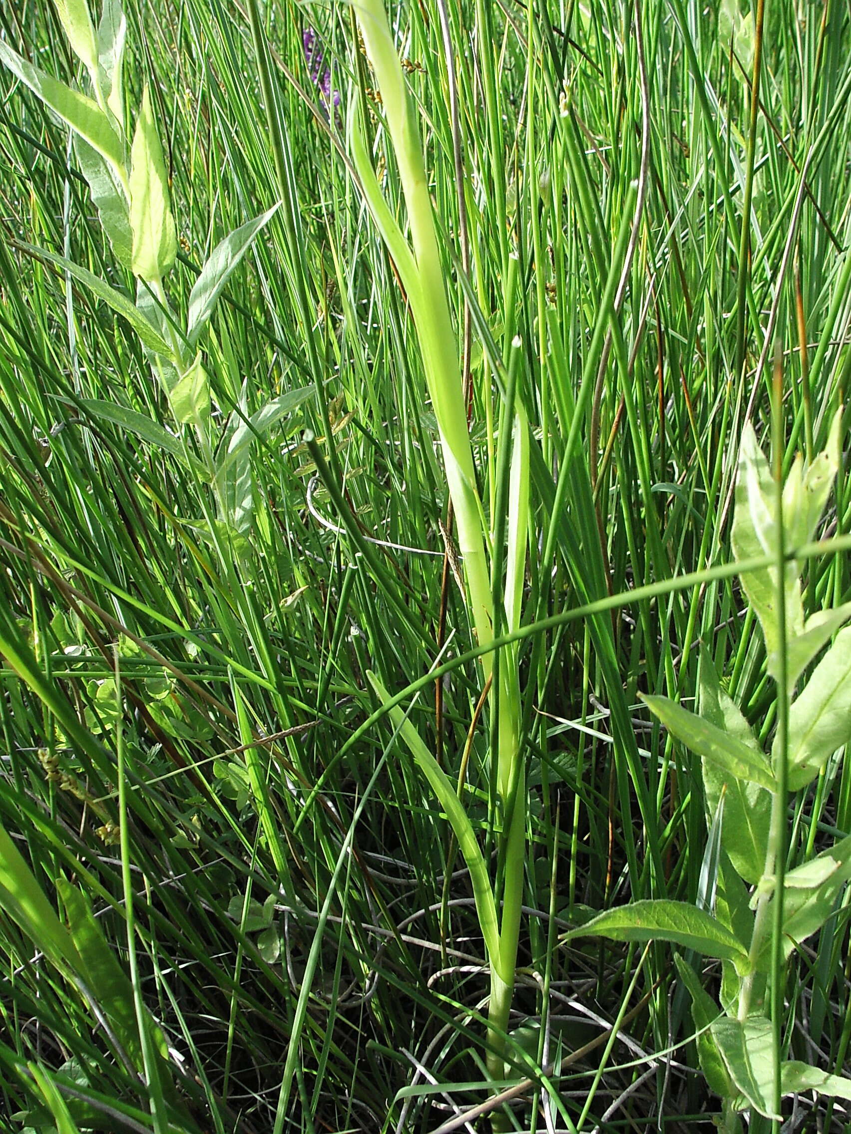 Image of Stately Dactylorhiza