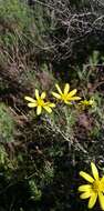 Image of Osteospermum spinosum L.