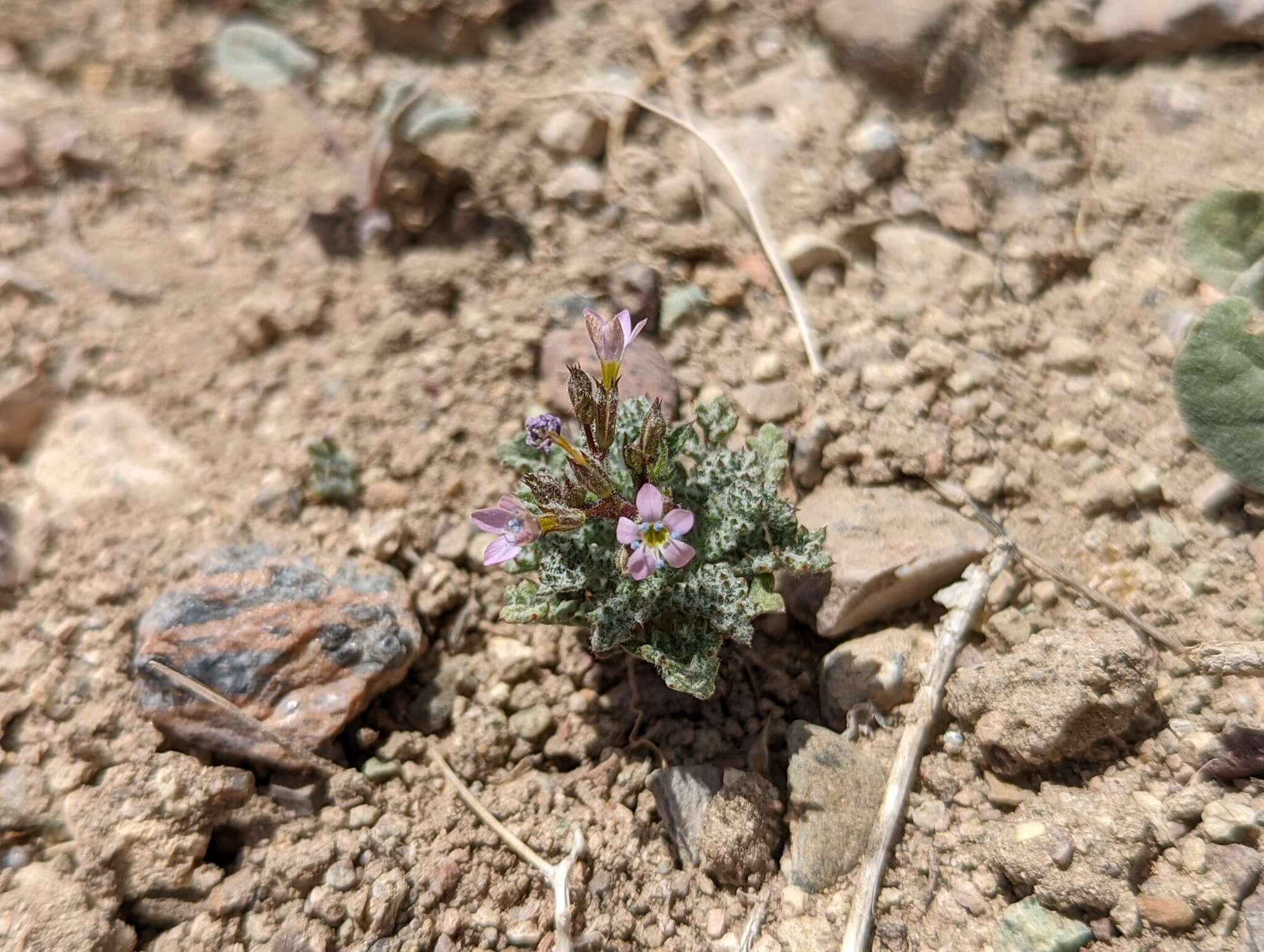 Image of salt gilia