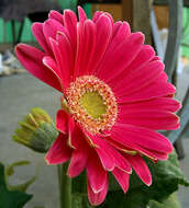 Image of Transvaal daisy