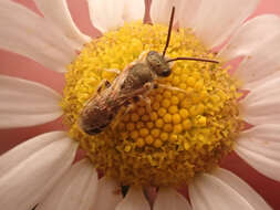 Image of Golden Furrow Bee