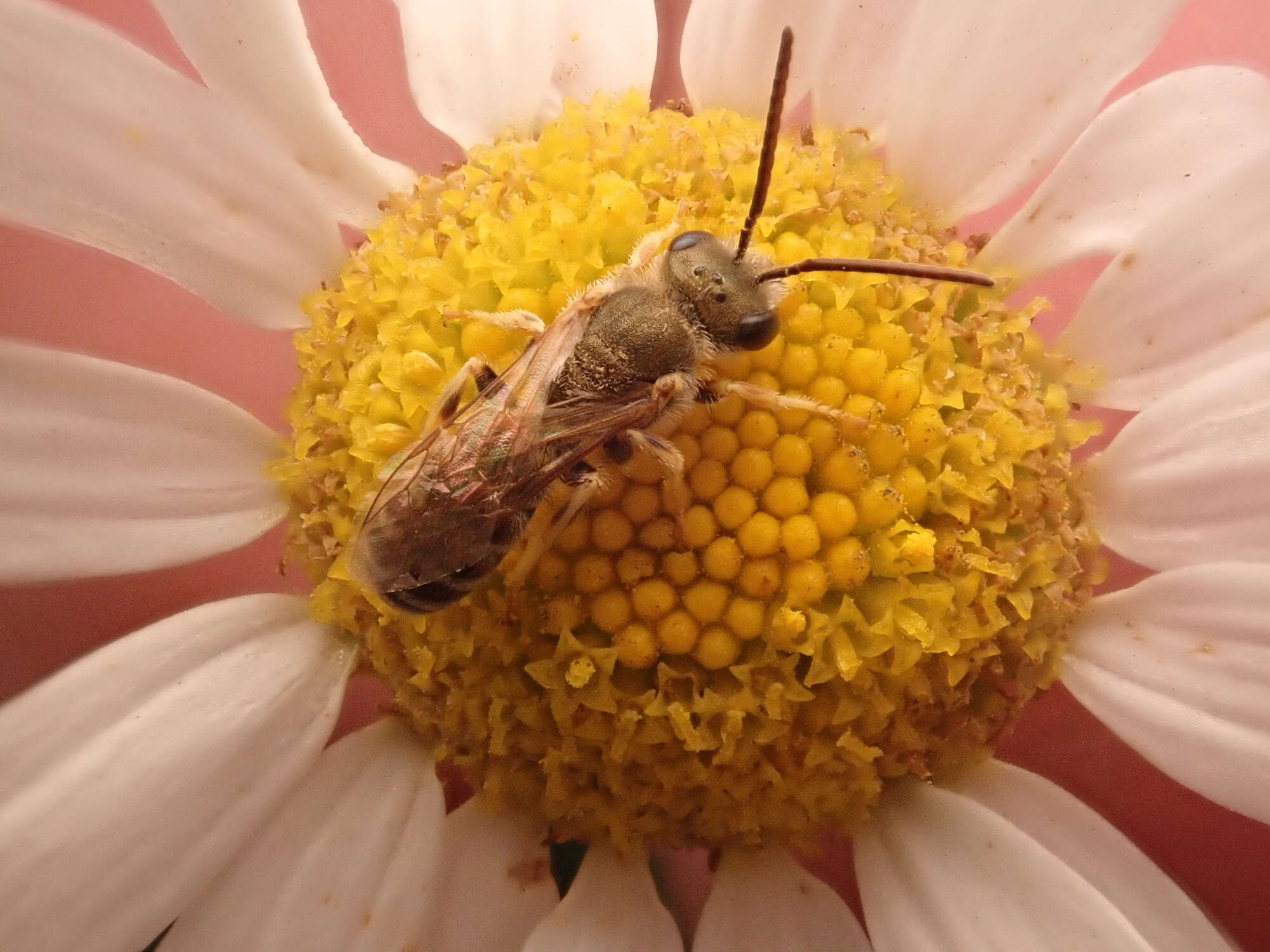 Image of Golden Furrow Bee