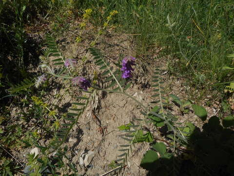 Imagem de Vicia cracca subsp. incana (Gouan) Rouy