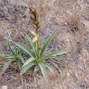 Image de Yucca sterilis (Neese & S. L. Welsh) S. L. Welsh & L. C. Higgins