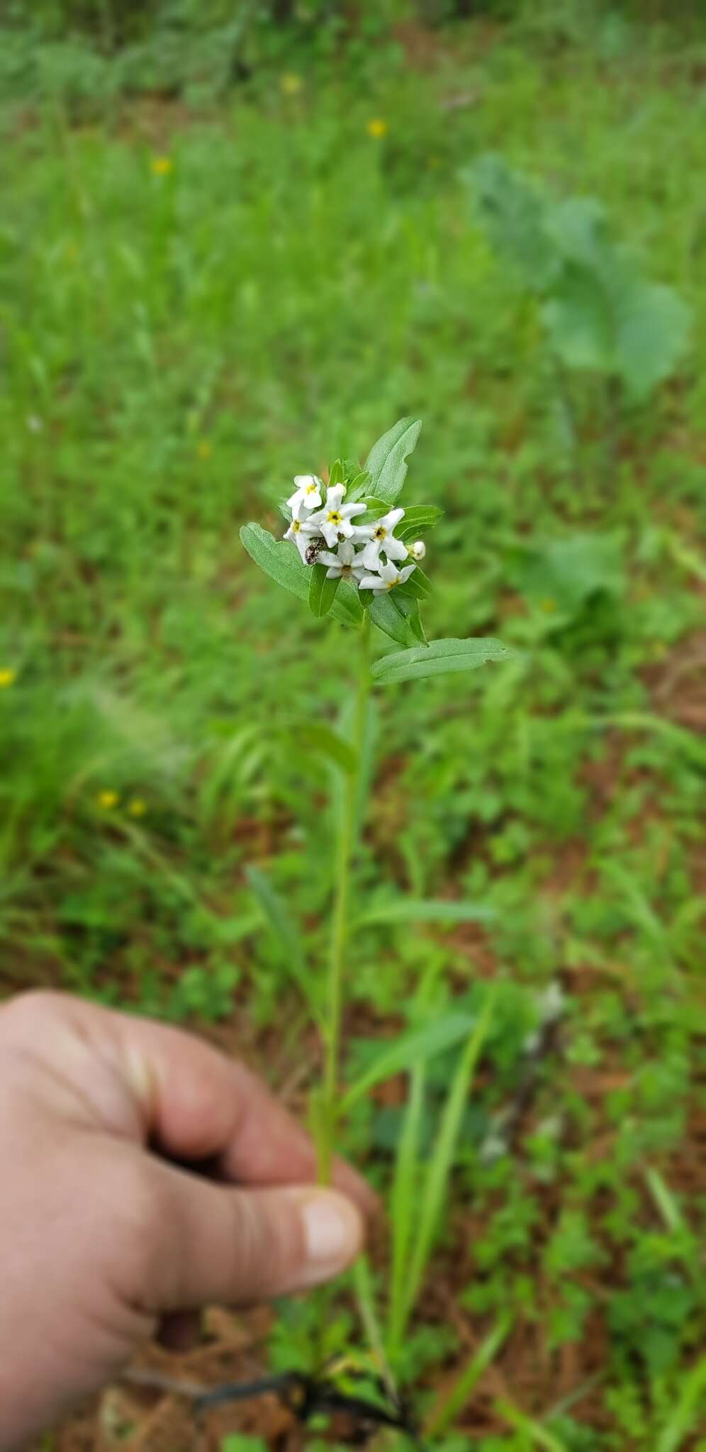 Image of Lithospermum distichum Ortega