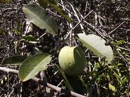 Image of Passiflora costata Mast.