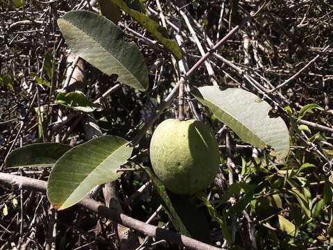 Sivun Passiflora costata Mast. kuva