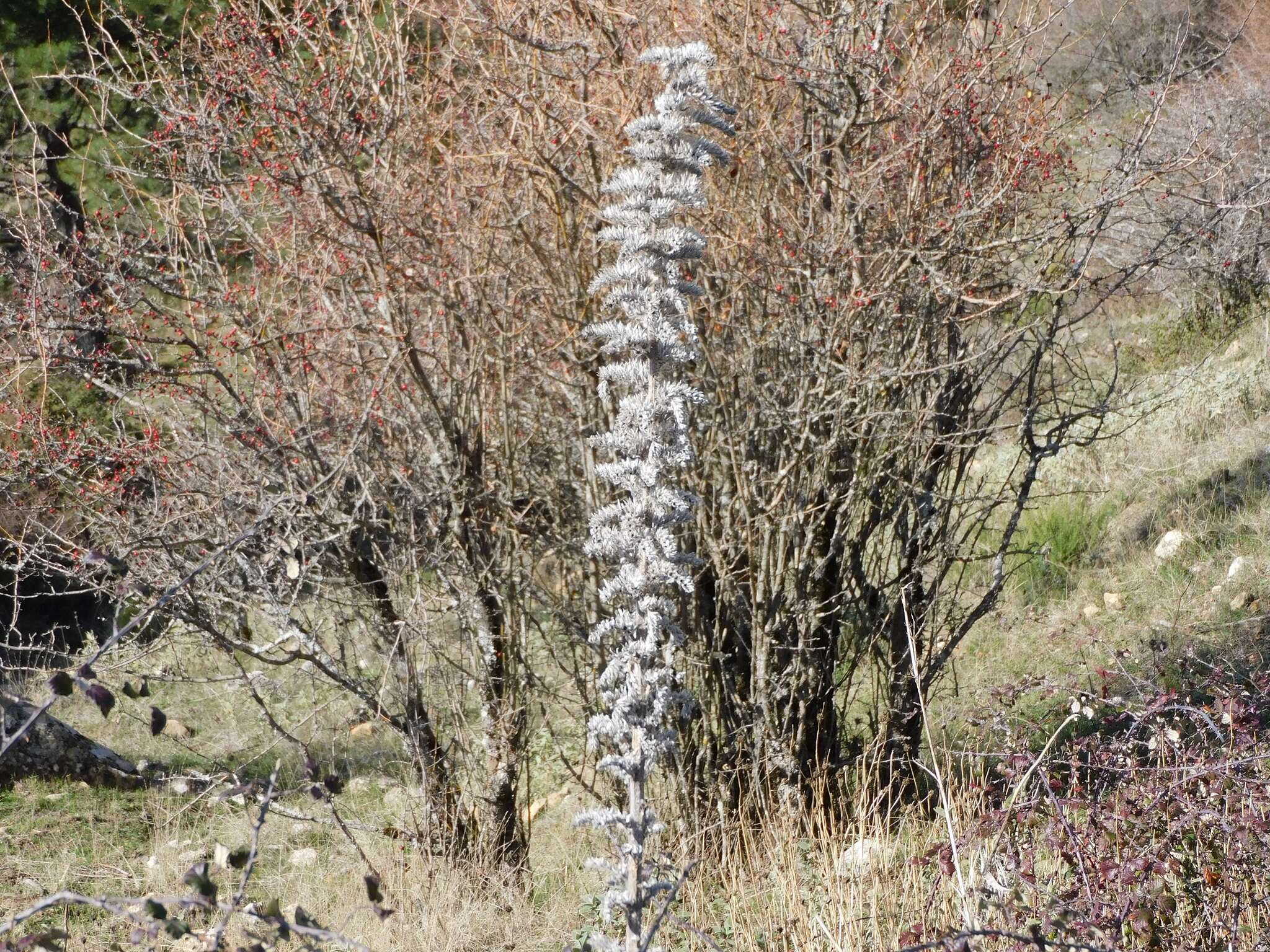 Image of Echium boissieri Steudel