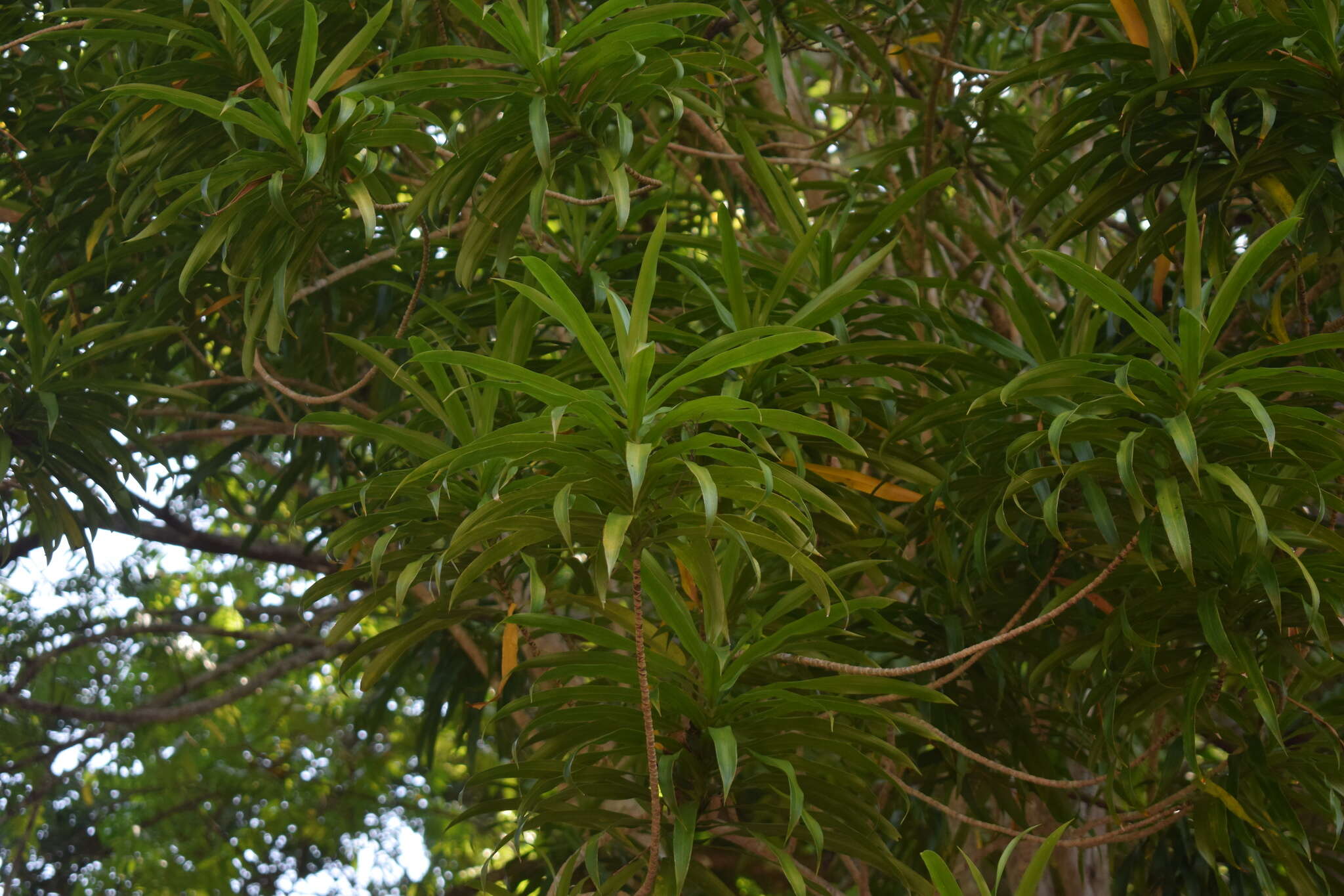 Слика од Dracaena angustifolia (Medik.) Roxb.