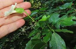 Image of Thunbergia dregeana Nees