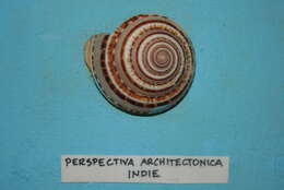 Sivun Architectonica perspectiva (Linnaeus 1758) kuva