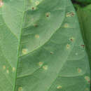 Image de Puccinia convolvuli (Pers.) Castagne 1842