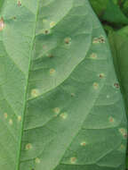 Image de Puccinia convolvuli (Pers.) Castagne 1842