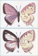 Image of Narathura wildei (Miskin 1891)