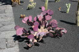 Image of Black-spined pricklypear