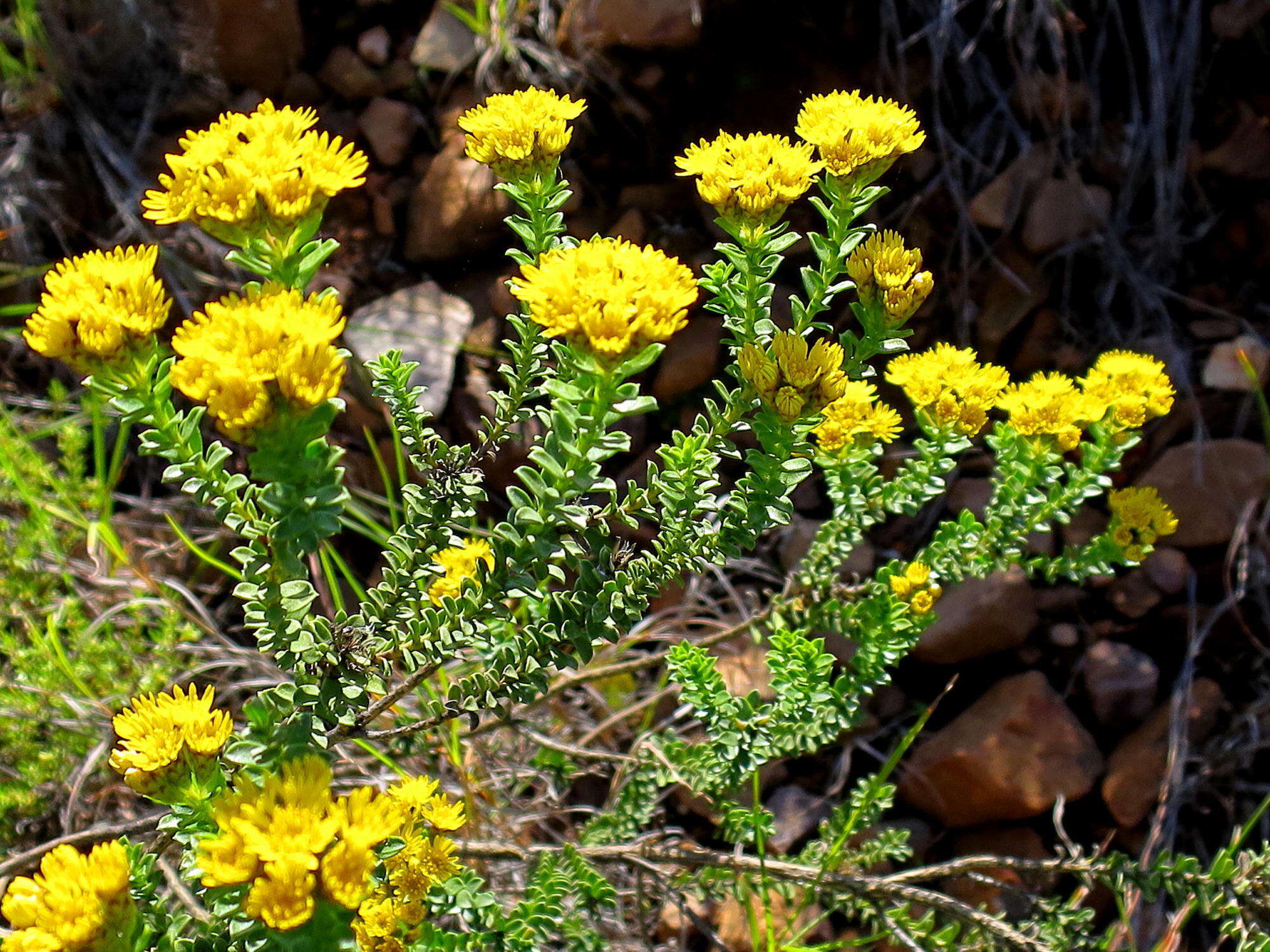 Plancia ëd Oedera squarrosa (L.) A. A. Anderberg & K. Bremer