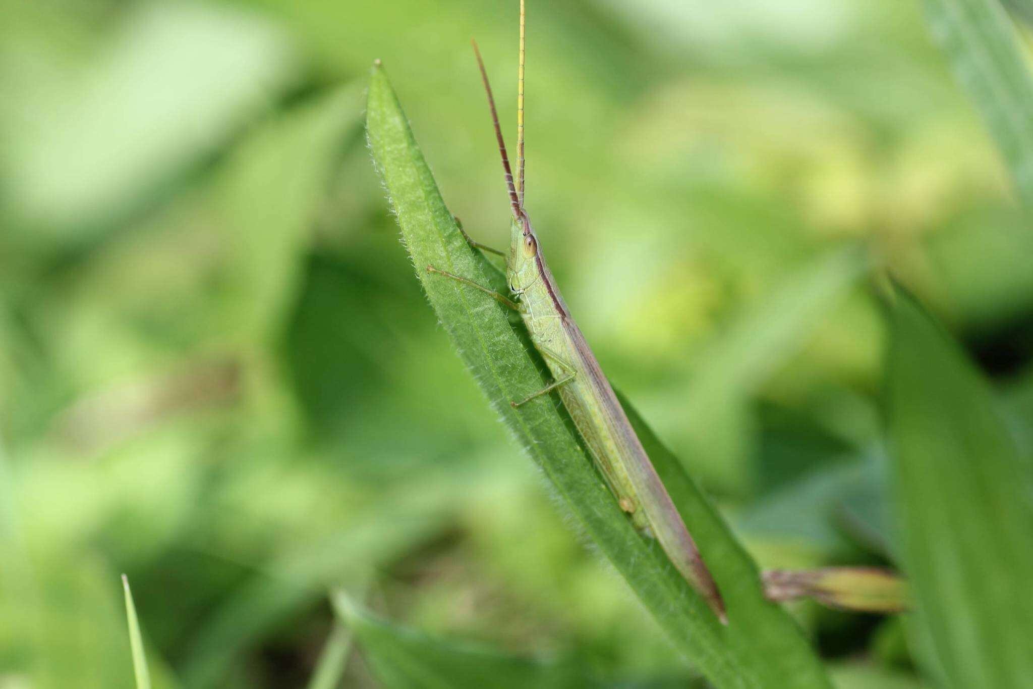 Image of Gonista bicolor (Haan 1842)