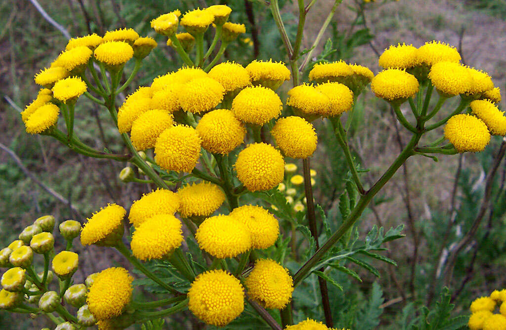 Image of common tansy