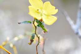 Image of Ludwigia caparosa (Cambess.) Hara