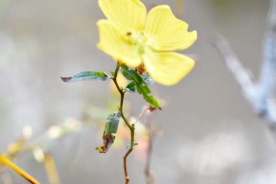 Image of Ludwigia caparosa (Cambess.) Hara