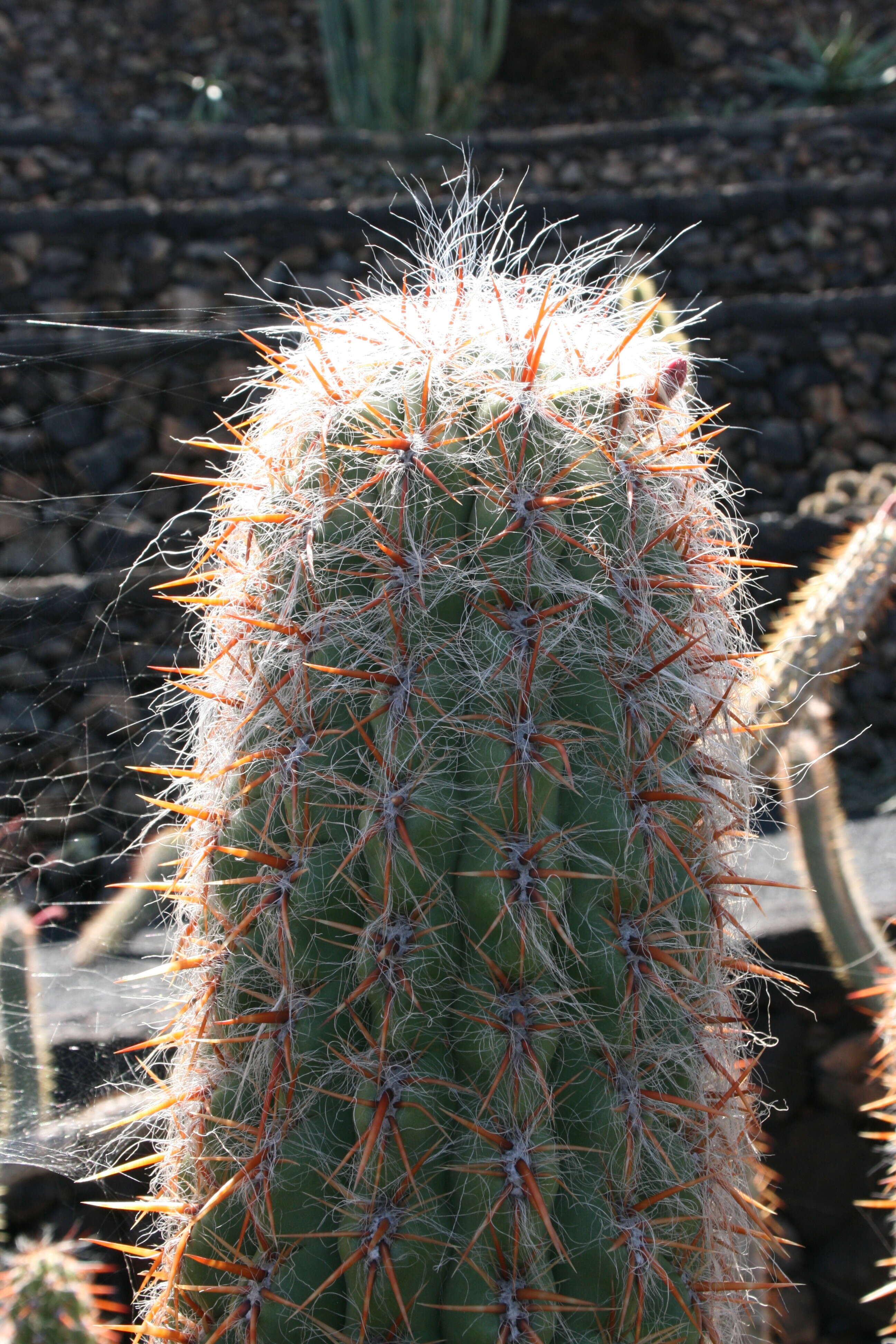 Image of Oreocereus celsianus (Salm-Dyck) A. Berger ex Riccob.