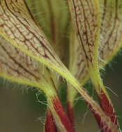 Image of Ceropegia lugardiae N. E. Br.