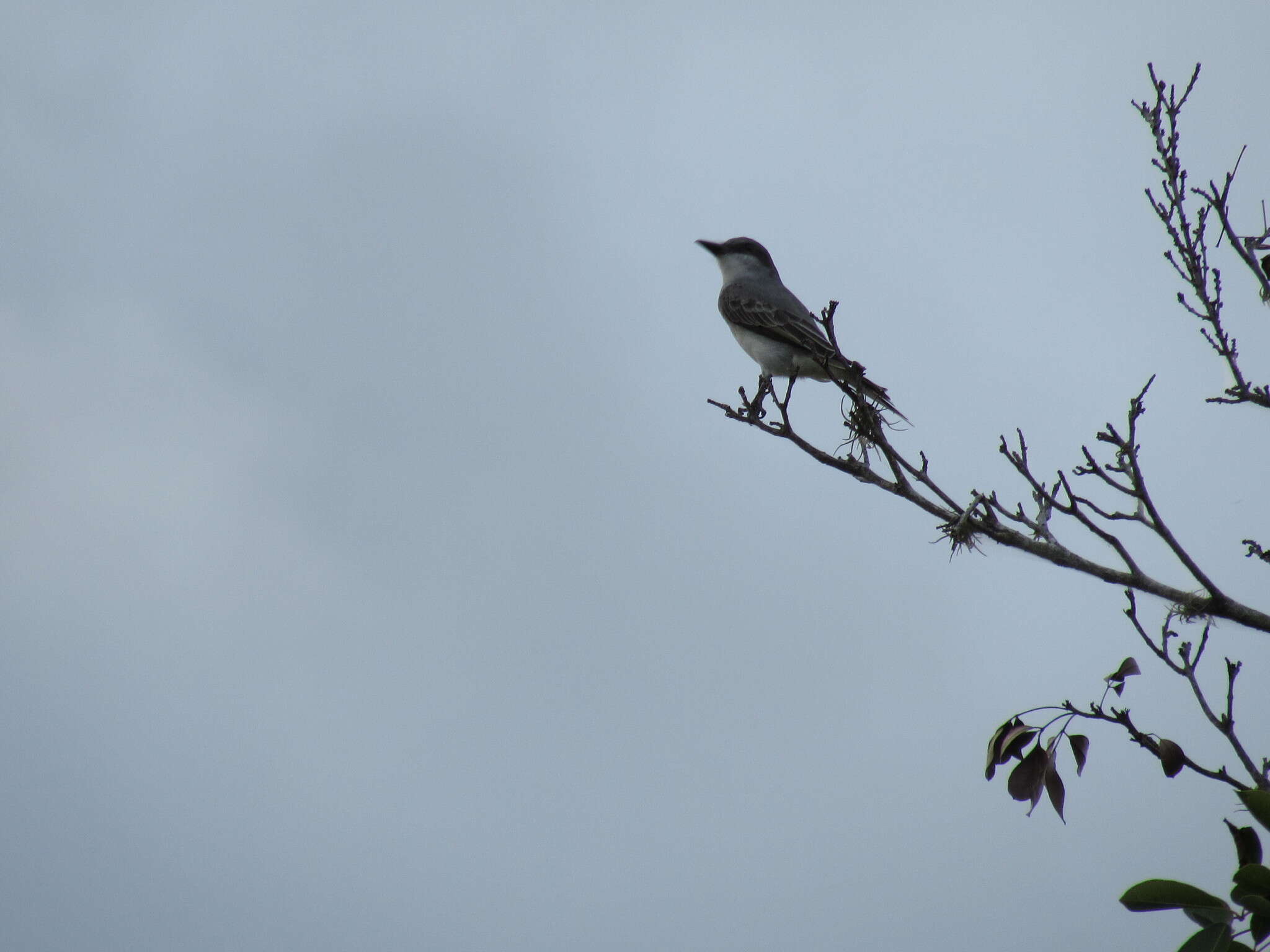 Image of Gray Kingbird