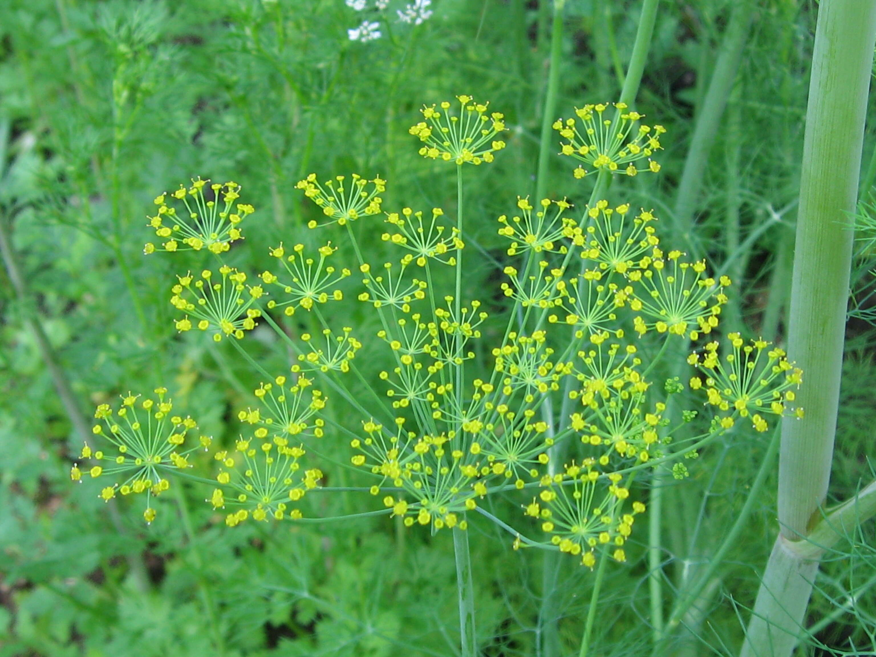 Image of dill