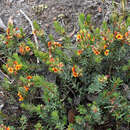 Image of Pultenaea humilis Hook. fil.