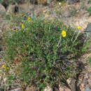 Helianthemum songaricum Schrenk resmi