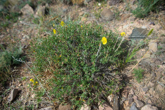 Helianthemum songaricum Schrenk resmi