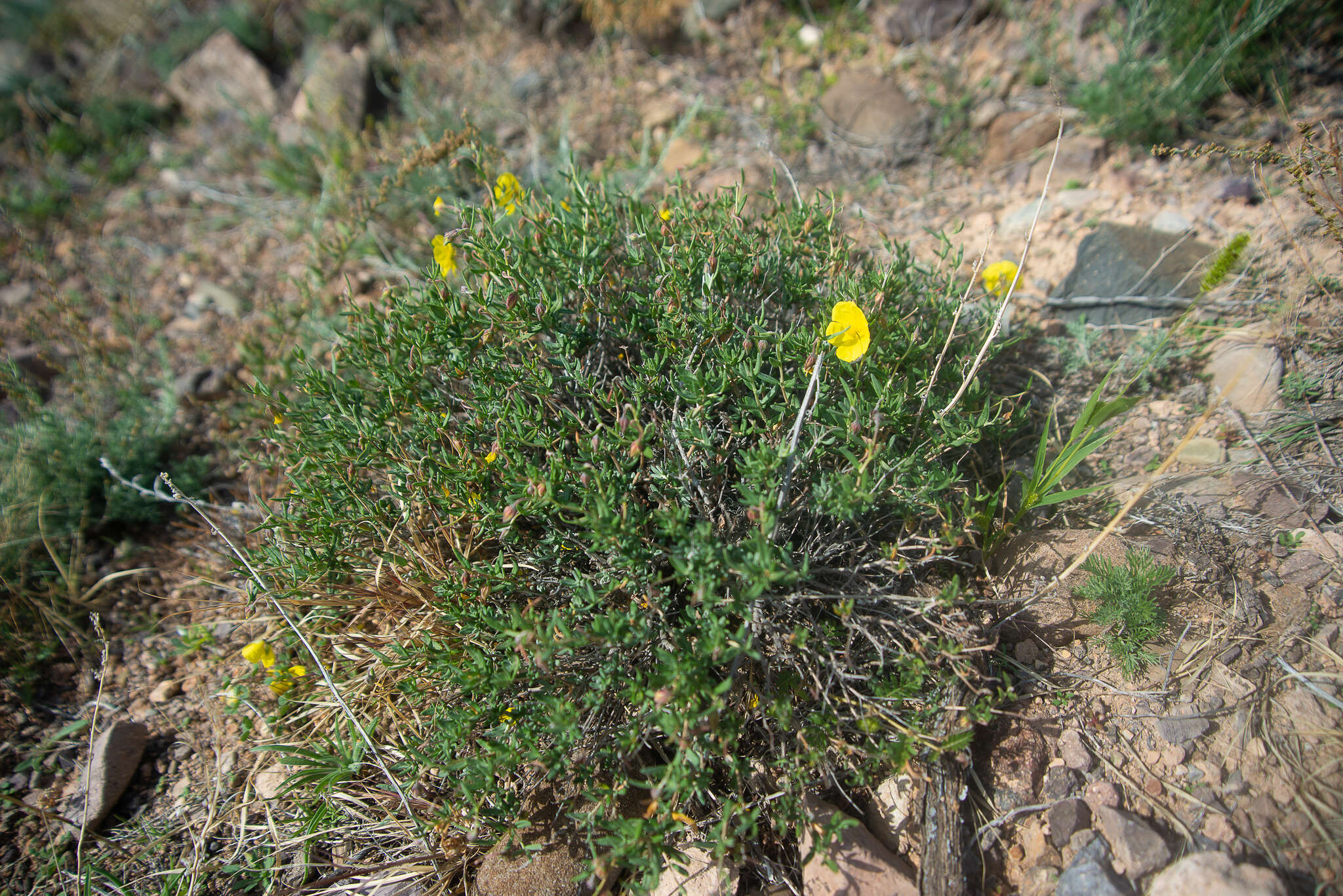 Image of Helianthemum songaricum Schrenk