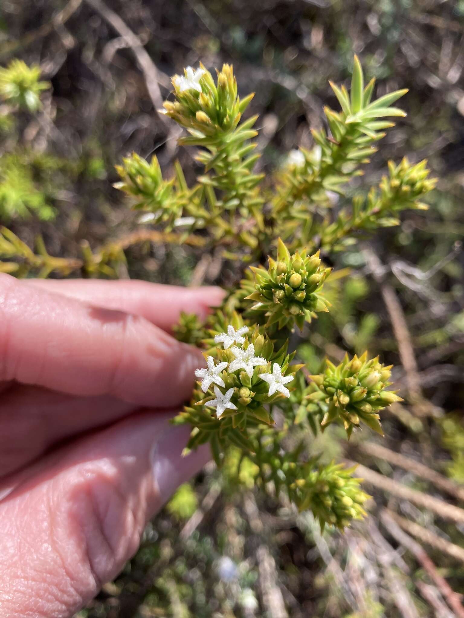 صورة Thesium viridifolium Levyns