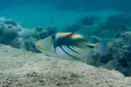 Image of Lagoon triggerfish