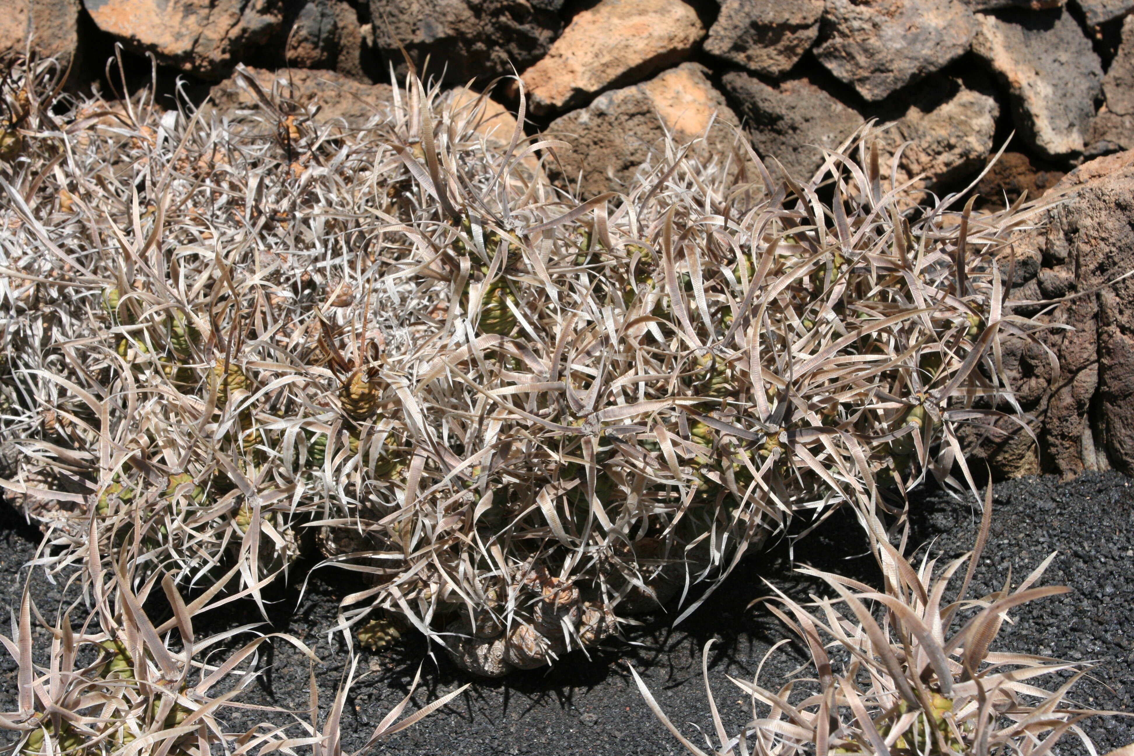 Image of Tephrocactus articulatus