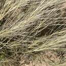 Image of burrograss