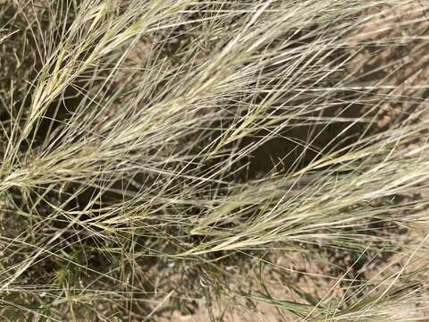 Image de Scleropogon brevifolius Phil.