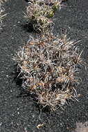 Image of Tephrocactus articulatus