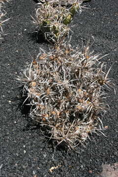 Image of Tephrocactus articulatus