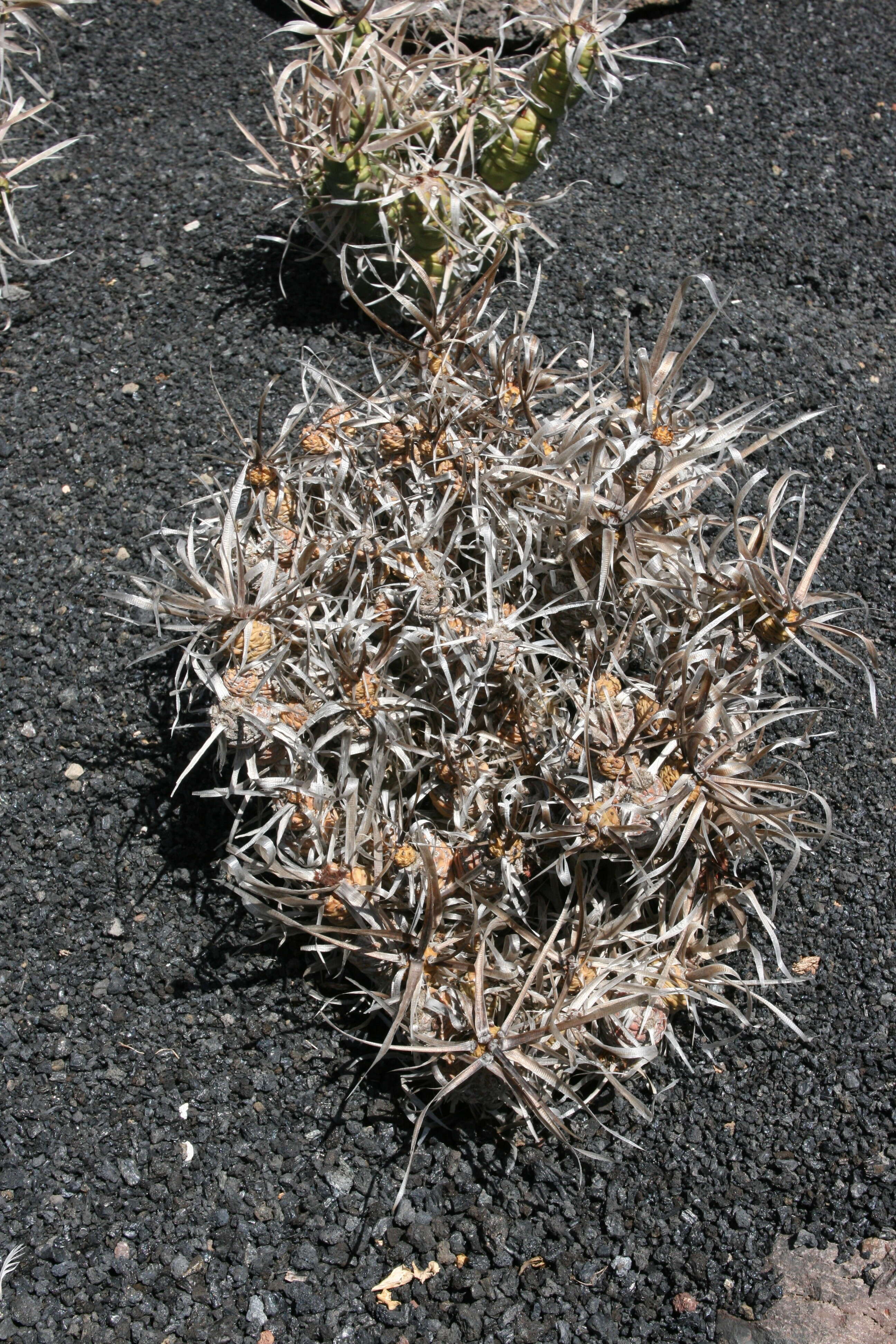 Image of Tephrocactus articulatus