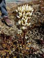 صورة Gentianella corymbifera (T. Kirk) Holub