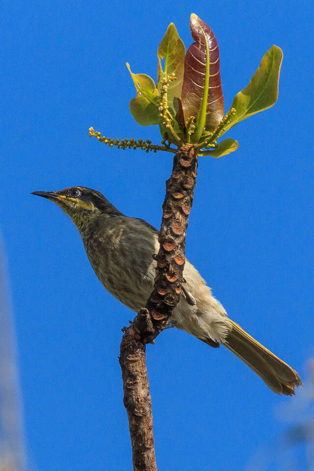 Image of Mangrove Honeyeater