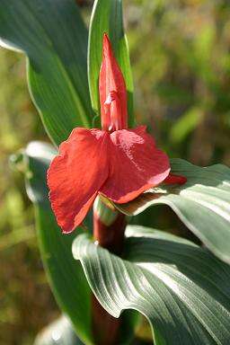 Image de Roscoea purpurea Sm.