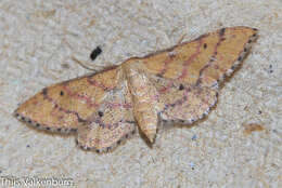 Image of Idaea rhodogrammaria Püngeler 1913